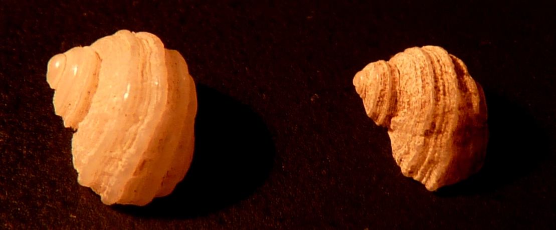 Trochidae Gibbula guttadauri ?????